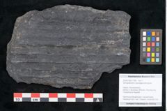 Foto (Objekt + Etikett) von Syringodendron cyclostigma Brongniart (NHMW-GEO-2024-0188-11108)
